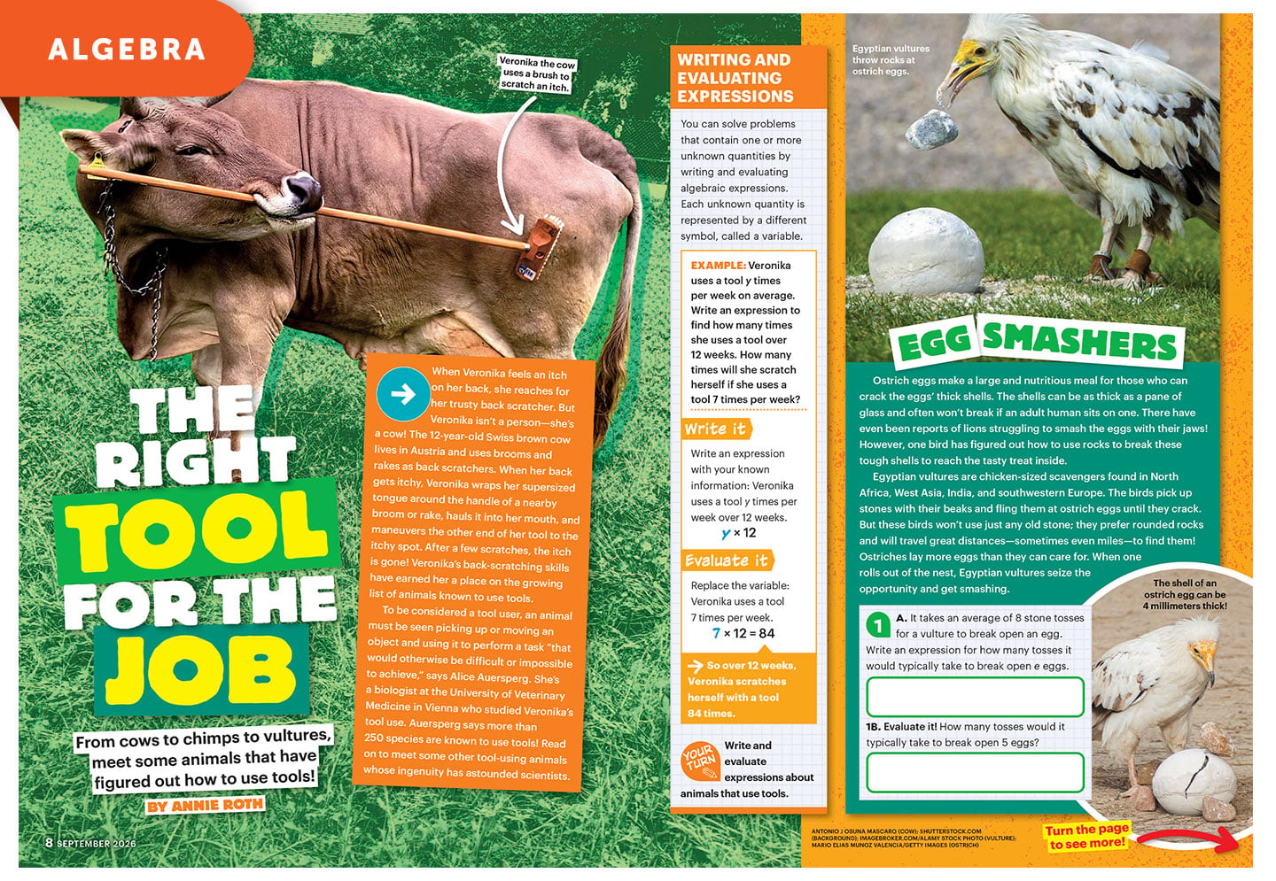 A magazine spread about animals that use tools, featuring a cow with a brush and an Egyptian vulture with an egg