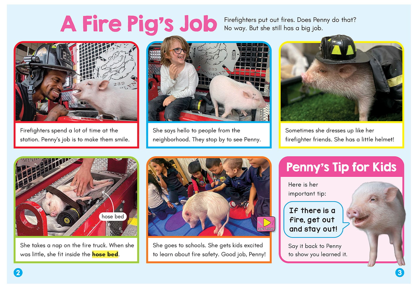 Collage about Penny the pig, a fire station mascot who visits schools and wears a firefighter helmet