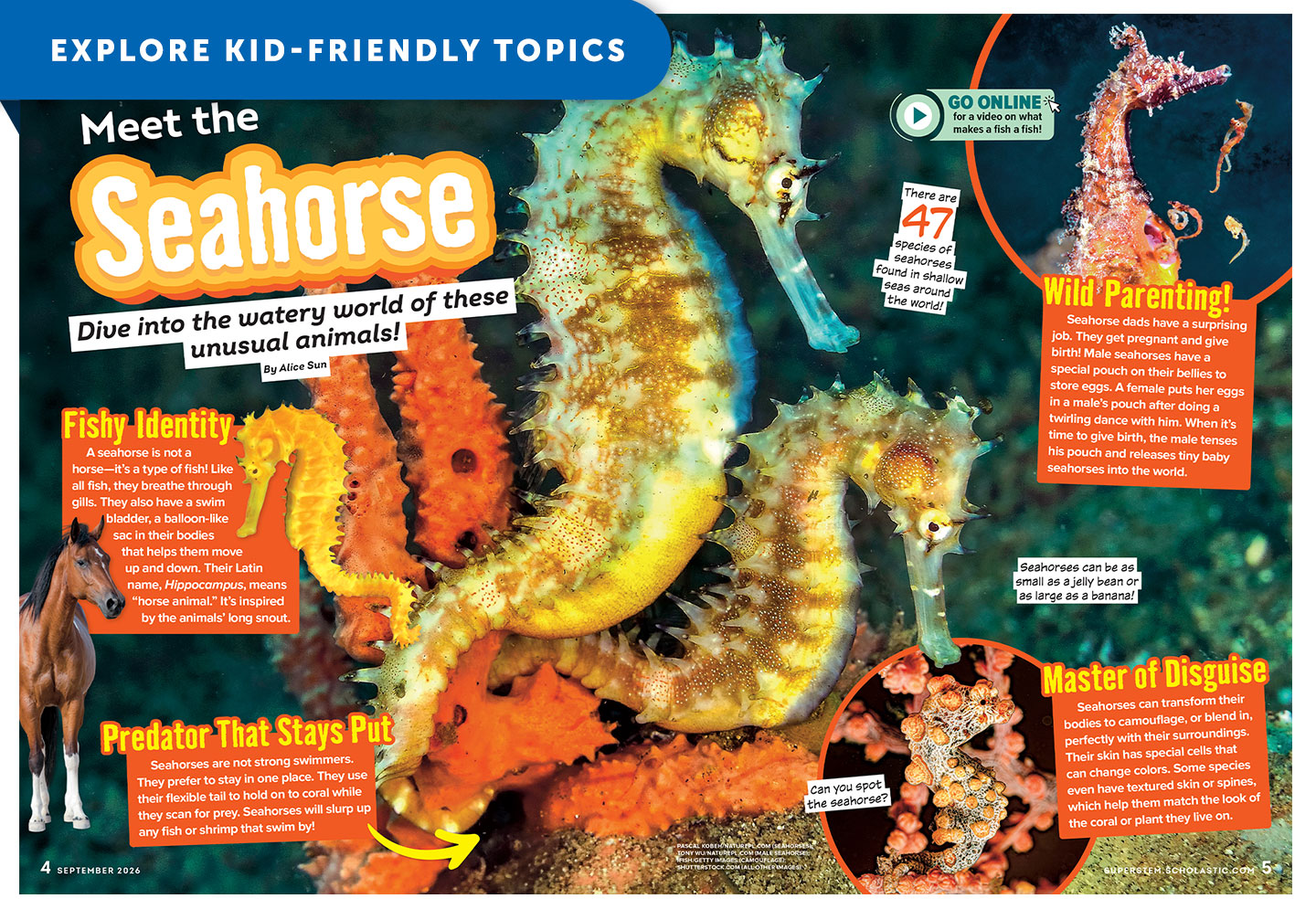 A magazine spread titled Meet the Seahorse with photos and facts about seahorse biology and behavior