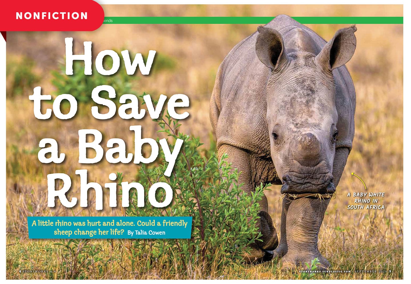 A baby white rhino walks through dry grass in South Africa