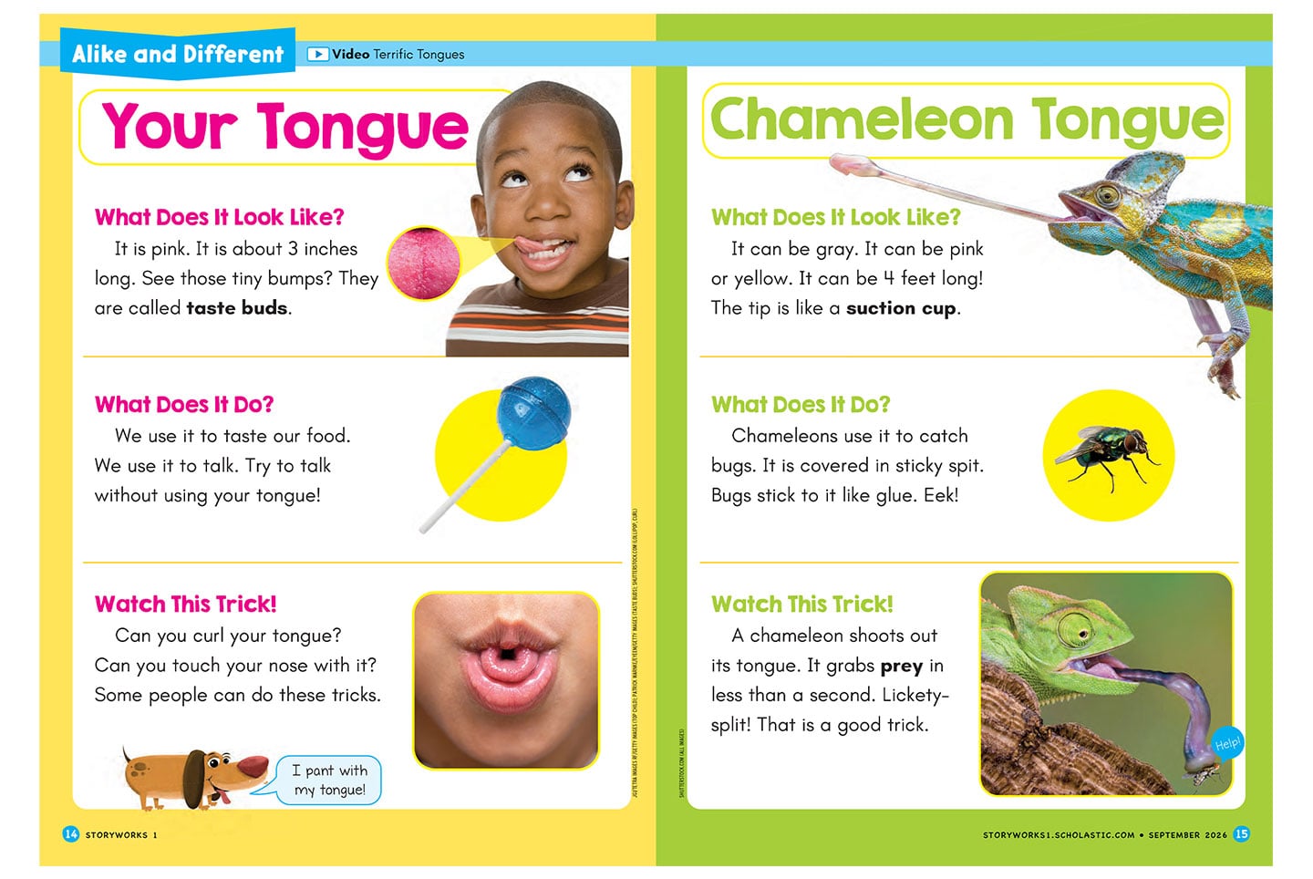 A magazine spread compares a human tongue and a chameleon tongue with text and photos