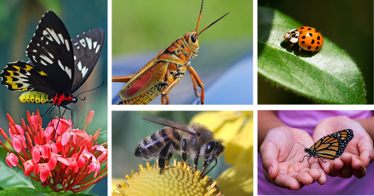 4 Free Insect Lessons for Early Learners