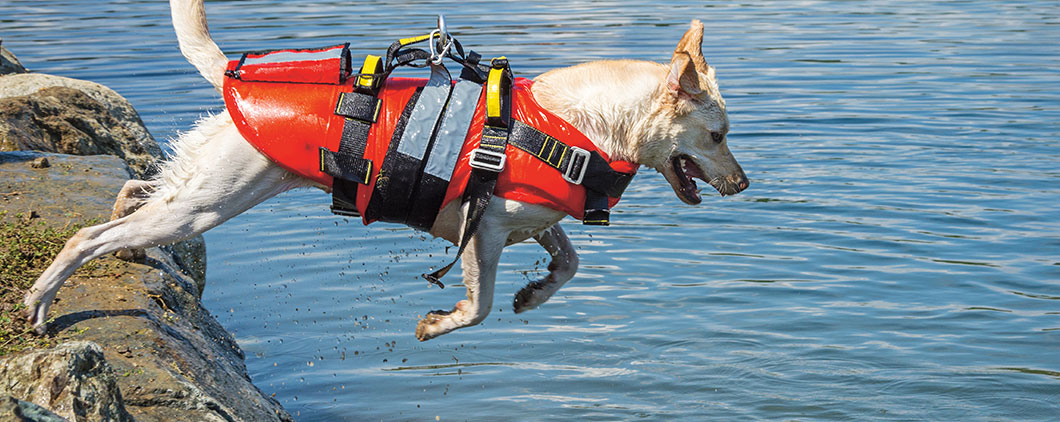 a dog wearing a jacket jumps into a lake